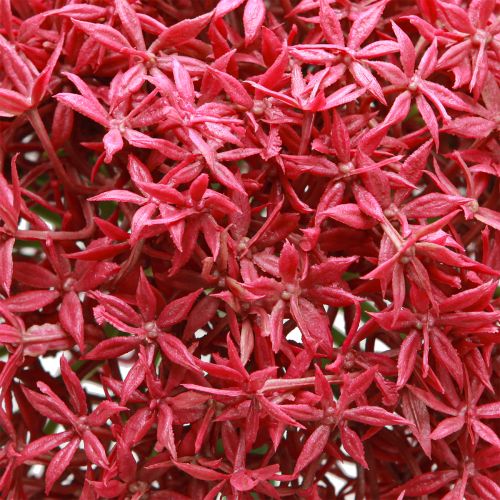 tételeket Allium bordeaux mesterséges díszfokhagymában Ø18cm L90cm