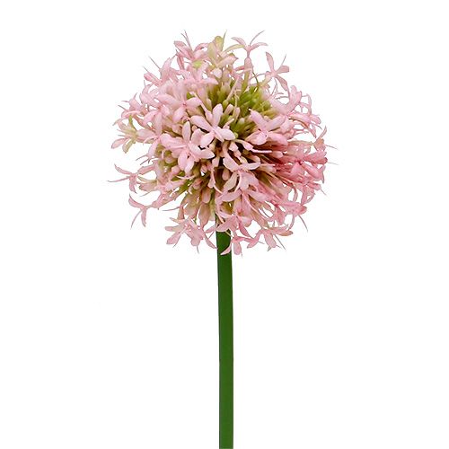 Floristik24 Allium műrózsaszín 51cm