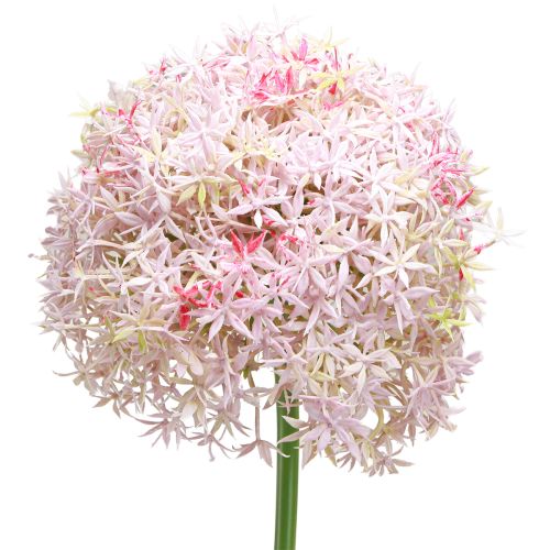 Floristik24 Allium rózsaszín virágokkal műhagyma Ø18cm L90cm