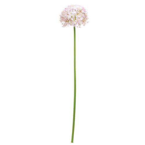 tételeket Allium rózsaszín virágokkal műhagyma Ø18cm L90cm