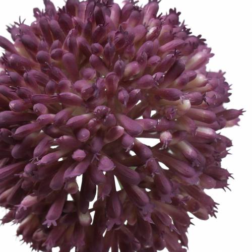 Floristik24 Díszhagyma Allium műlila Ø8cm 58cm