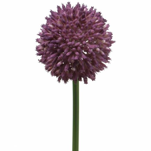 Díszhagyma Allium műlila Ø8cm 58cm