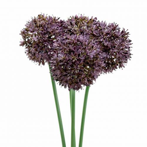 Floristik24 Díszhagyma Allium műlila Ø7cm H58cm 4db
