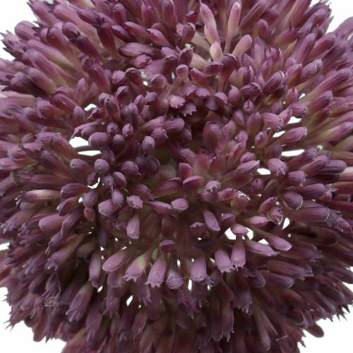 Floristik24 Díszítő allium műlila Ø12cm 65cm