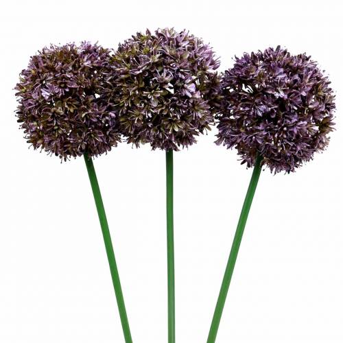 Floristik24 Díszhagyma Allium műlila 70cm 3db