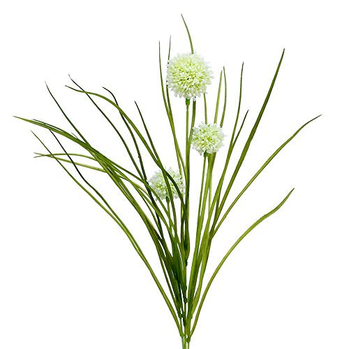 Floristik24 Allium krém fűvel 65cm 3db