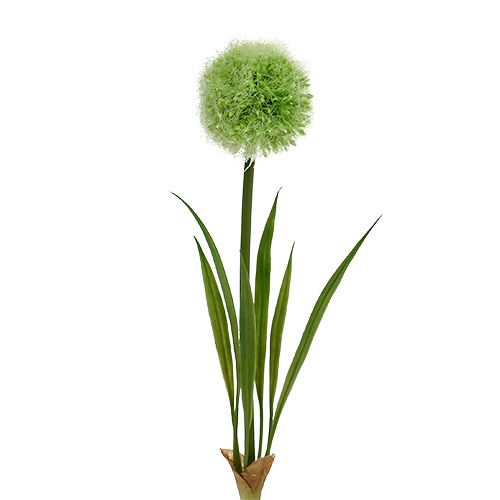 Floristik24 Allium zöld L37,5cm 4db