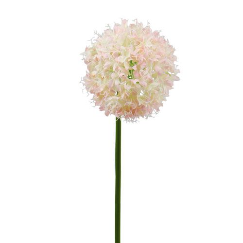 Floristik24 Allium krém-rózsaszín Ø15cm L70cm
