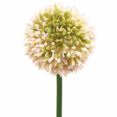 Floristik24 Díszhagyma Allium műrózsaszín / zöld Ø8cm 58cm