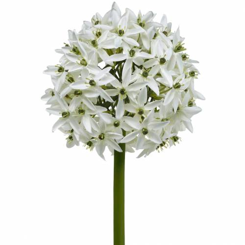 tételeket Dekoratív virág Allium, műgömb póréhagyma, díszhagyma fehér Ø20cm L72cm