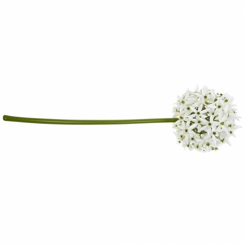 tételeket Dekoratív virág Allium, műgömb póréhagyma, díszhagyma fehér Ø20cm L72cm