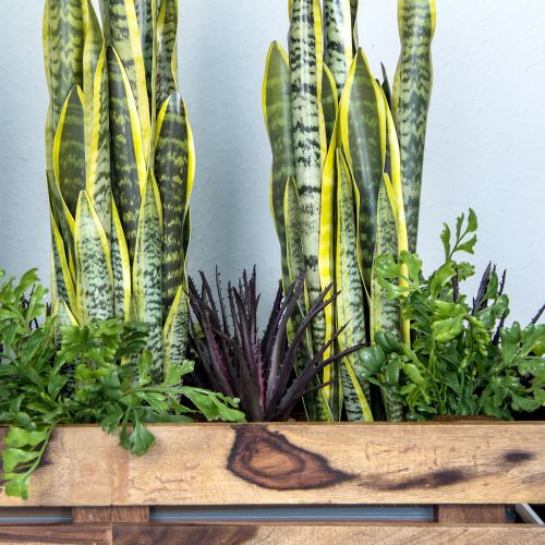 tételeket Aloe Vera műlila 26cm