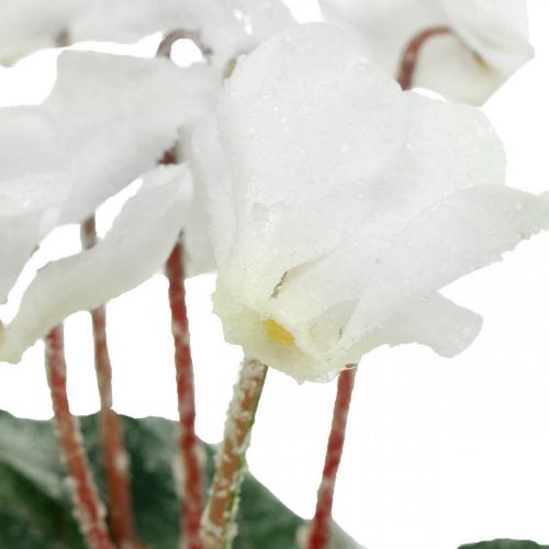 Floristik24 Ciklámen krémben 28cm