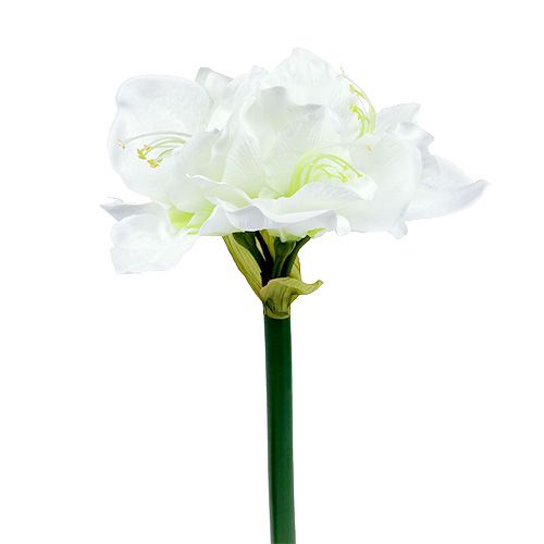 Floristik24 Amarillisz virág fehér L 73cm 2db