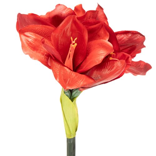 Művirág amarillisz, piros, hosszú szár, vázába és kompozícióba, 77 cm | Floristik24.hu