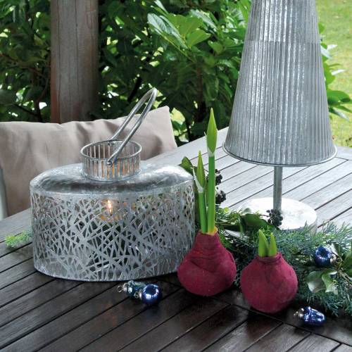 Floristik24 Amarillisz izzó Műbordó H12,5cm 3db