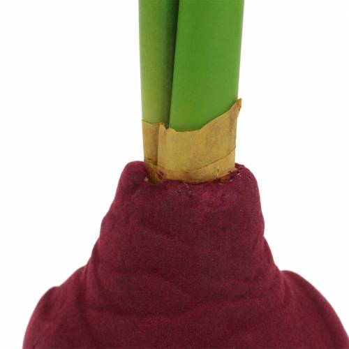 Floristik24 Amarillisz gumó bimbóval Mesterséges 30cm Burgundy