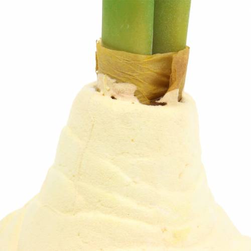 Floristik24 Amarillisz gumó bimbóval Mesterséges fehér H30cm