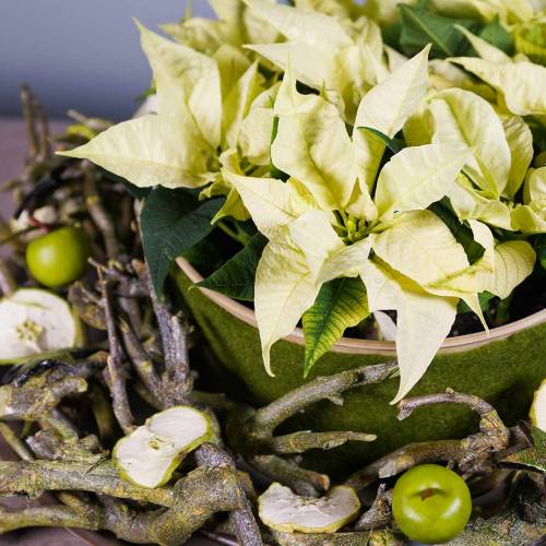 Floristik24 Alma Ø5,5cm zöld 12db