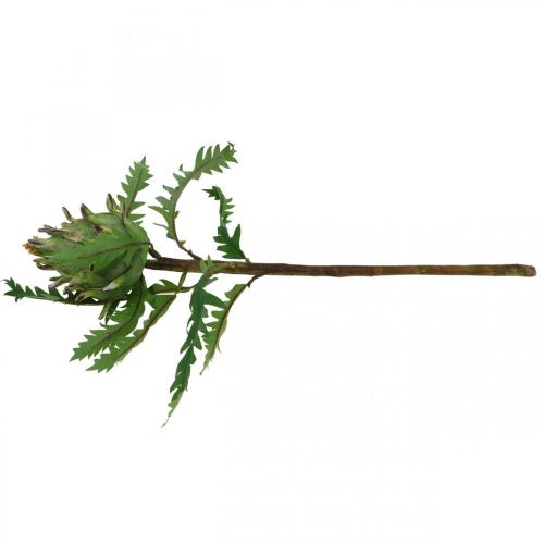 tételeket Articsóka zöld deco őszi Ø7,5cm H43cm