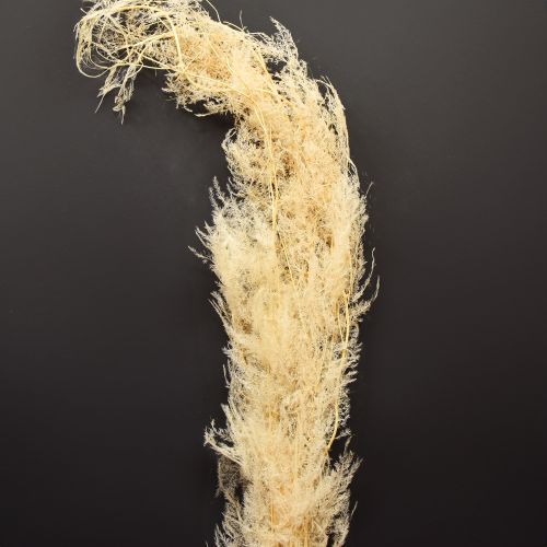 Floristik24 Spárga szárított fű díszspárga sárgabarack 90cm 5 db