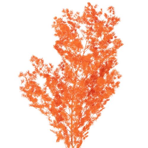 Szárított spárgavirág ág díszspárga festett 65cm 80g