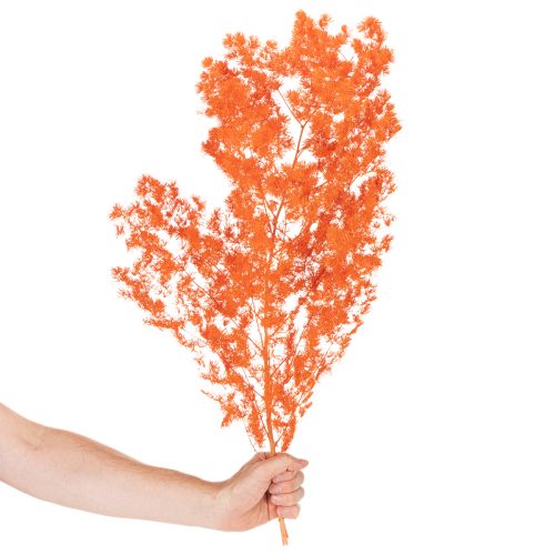 Szárított spárgavirág ág díszspárga festett 65cm 80g | Floristik24.hu