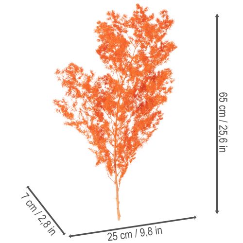 Szárított spárgavirág ág díszspárga festett 65cm 80g | Floristik24.hu