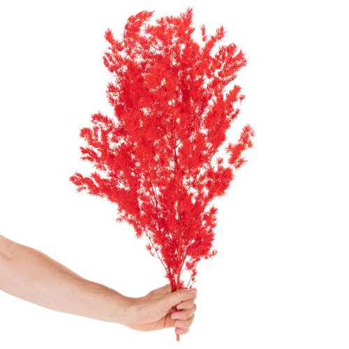 Szárított spárgacsokor virágdíszekhez 65cm 80g | Floristik24.hu