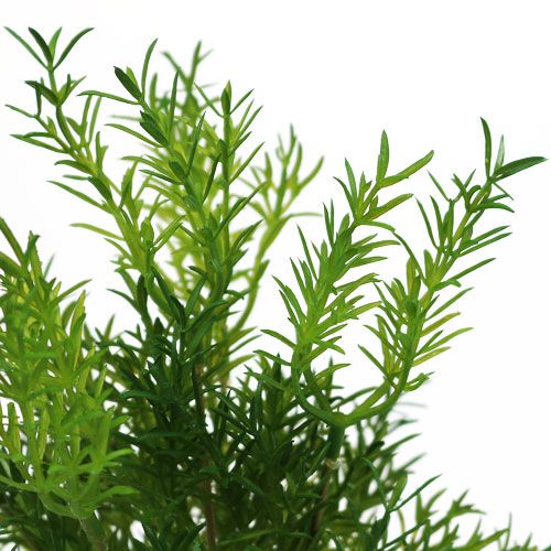 Floristik24 Spárgaszedő 26cm