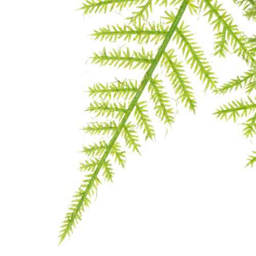 tételeket Műspárga függőnövényként alacsony karbantartást igénylő lakberendezési tárgyként, 75 cm