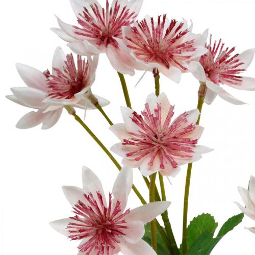 tételeket Nagy Masterwort Artificial Astrania selyemvirág fehér rózsaszín L61cm