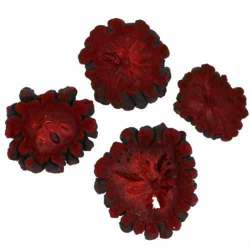 Floristik24 Dekoratív gyümölcsszeletek Ata gyümölcs vörös 1kg