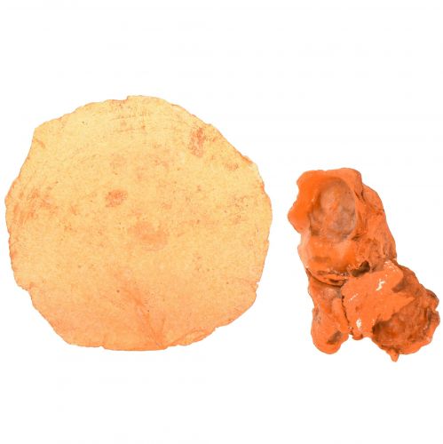 tételeket Osztriga kagyló capiz szeletek nettó narancsban 3,5-9,5 cm 2db