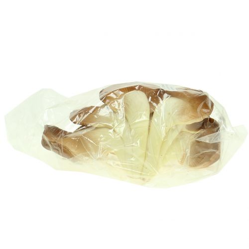 Floristik24 Laskagomba dekoratív gomba barna 12cm x 19cm