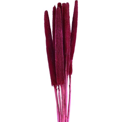 tételeket Szárított kölesvirág (Babala) kreatív dekorációhoz