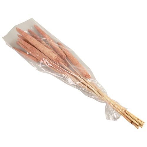 Floristik24 Gyöngyköles, nád babala, köles vörösbarna 70cm 10 db