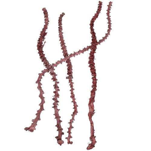 tételeket Banánszár Vörös, fehérre meszelt 20 db