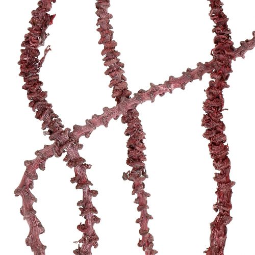 tételeket Banánszár Vörös, fehérre meszelt 20 db