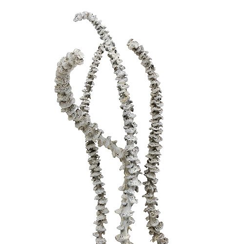 Banán Stem White mosott 20 db