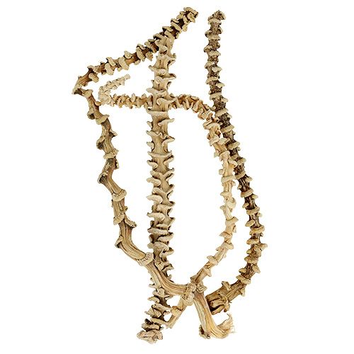 Floristik24 Banánszár fehérített 20 db