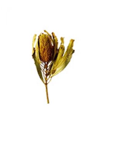 Floristik24 Banksia Hookerana sárga 7db