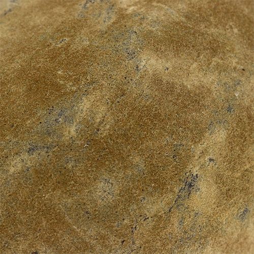 Floristik24 Természetes baobab gyümölcs 15-20 cm