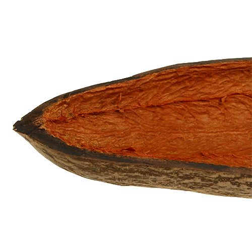 Floristik24 Baobab tál natúr 30cm - 38cm hámozott