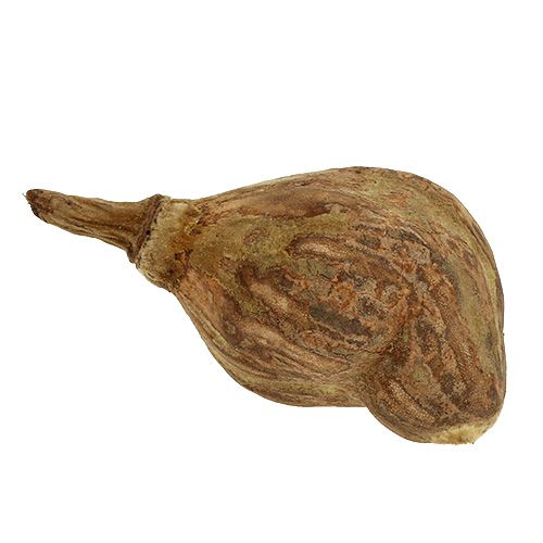 Floristik24 Baobab mini hámozott natúr 8cm - 12cm 250g