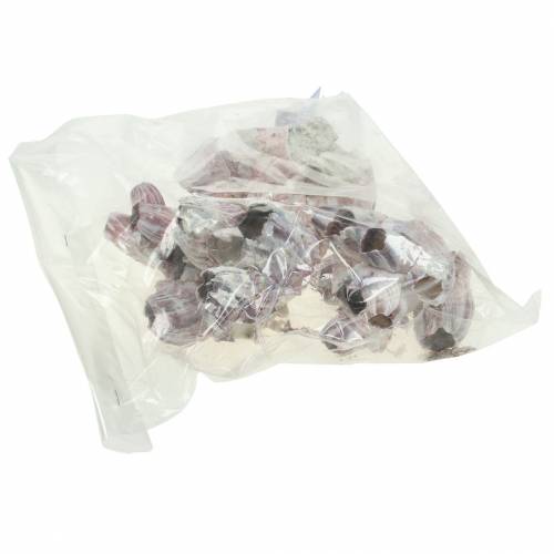 Floristik24 Dekoratív kagylóhéjú natúr 12-16cm 3 db