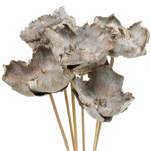 tételeket Pálmafa kehely pálcikán, fehérre meszelt, 25 darab