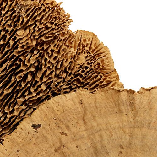 Floristik24 Fa szivacs természet 500g