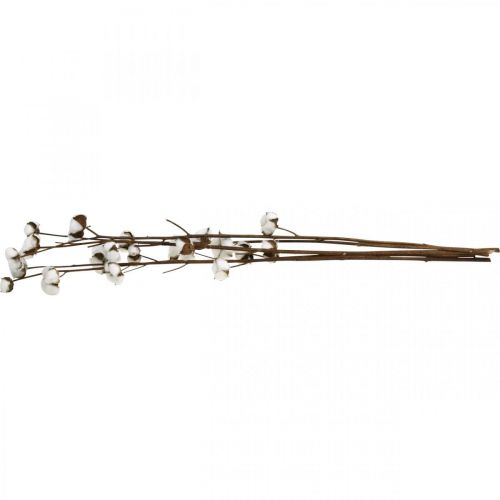 Floristik24 Pamut ág, pamut díszág, valódi pamut L80cm 5 db
