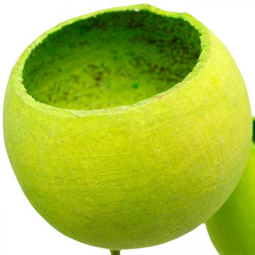 tételeket Harang csésze pálcikán Green Dried Exotics 15 db